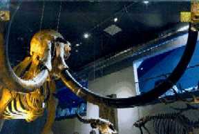 Naturalis